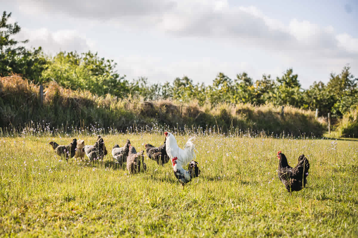 There's a small flock of adorable chickens on the farm