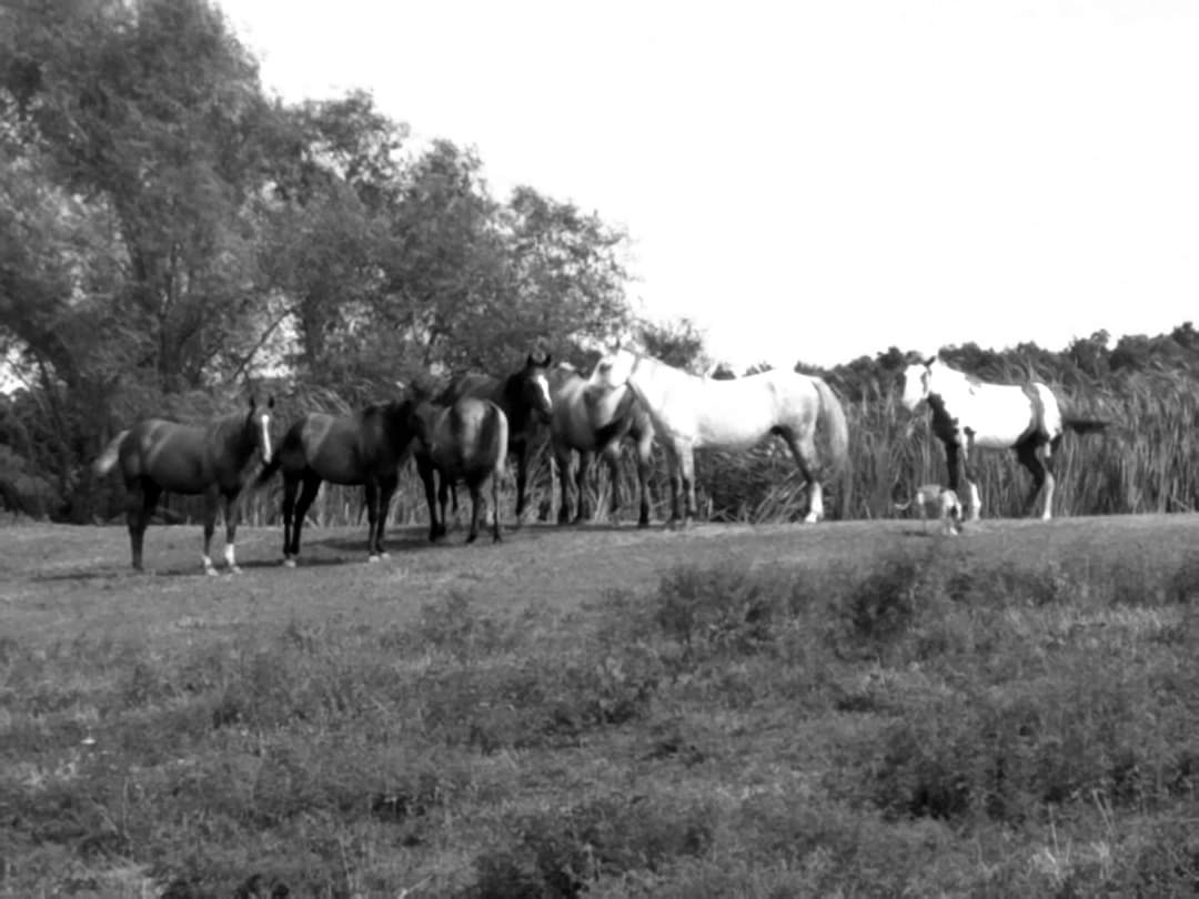Dragonfly Ranch camping with horses