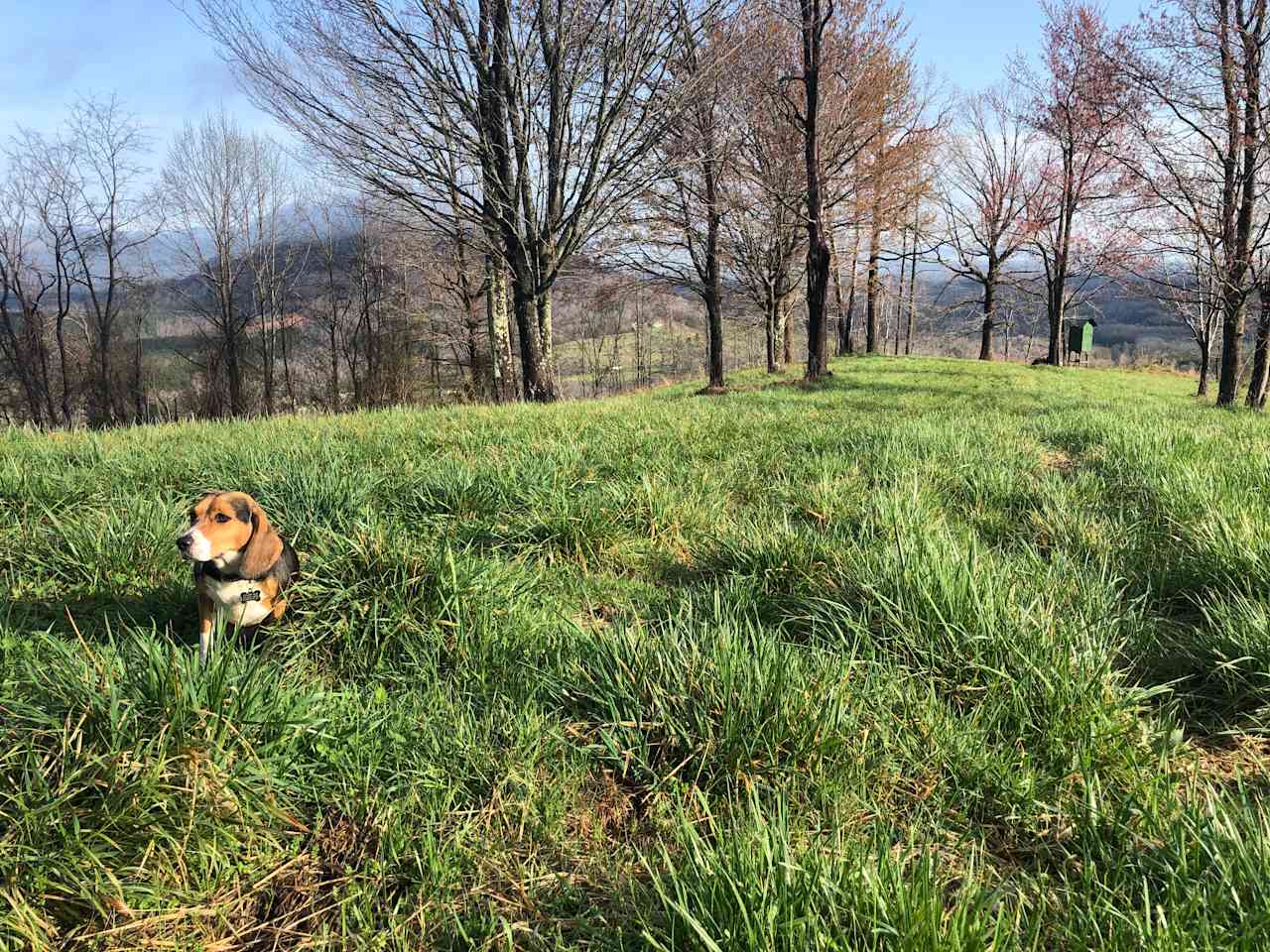 Bolin Knob Meadows