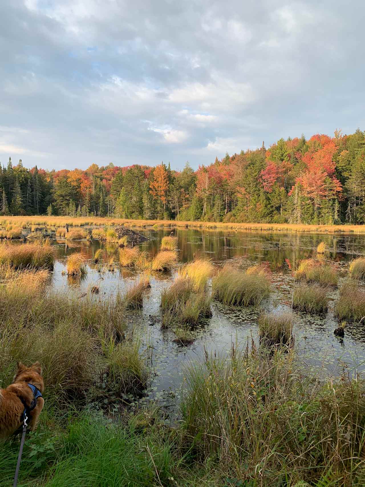 Bumpa's Camp - experience true VT!
