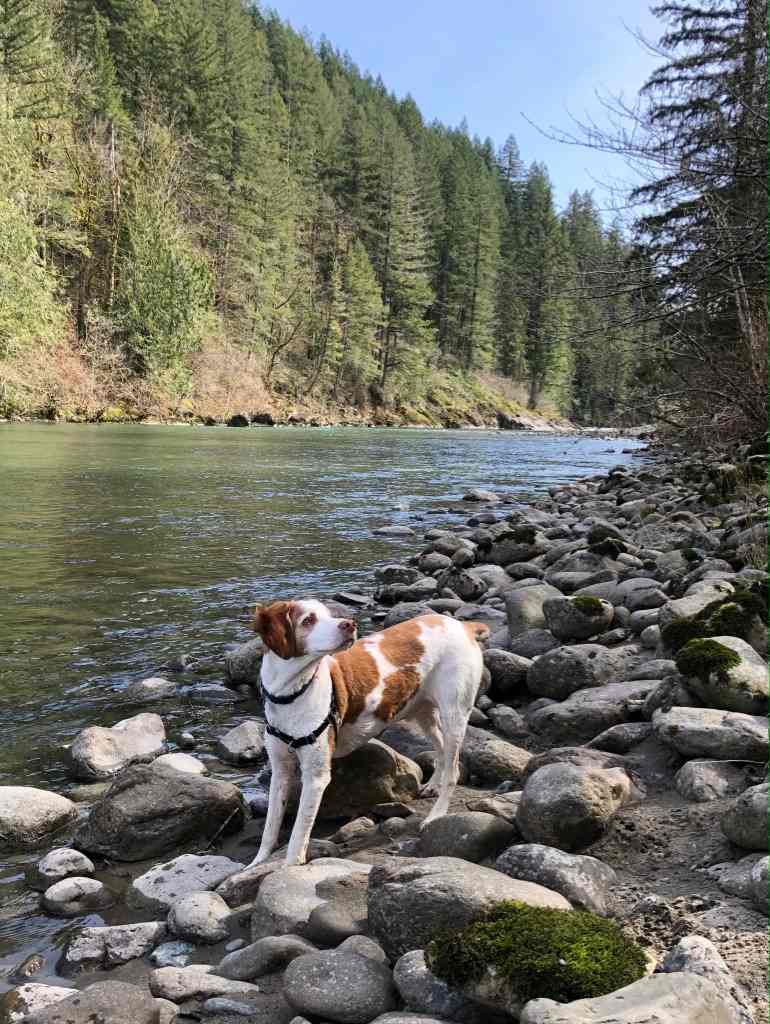 Forested with River Access/Firepit