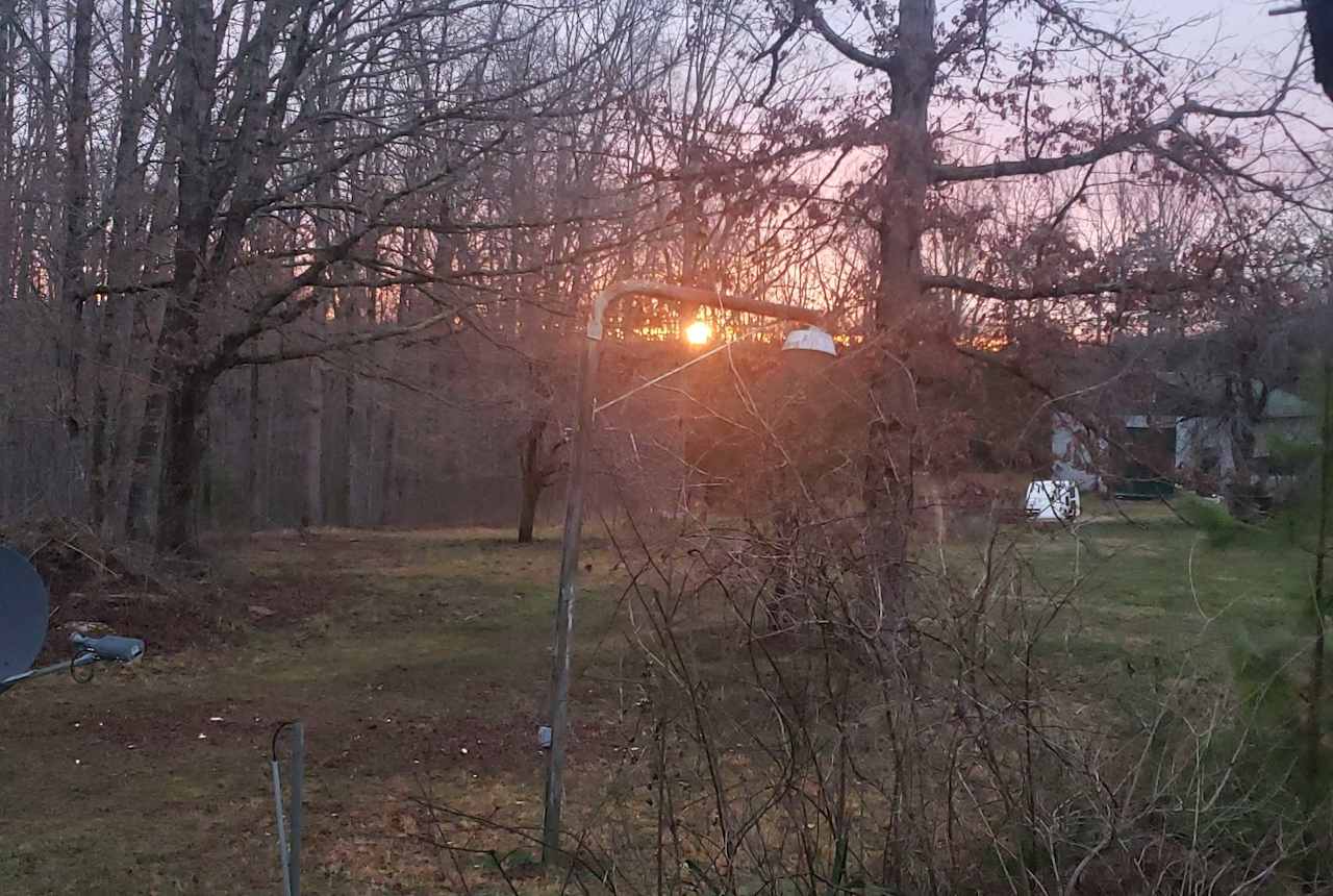 Trees or open camping