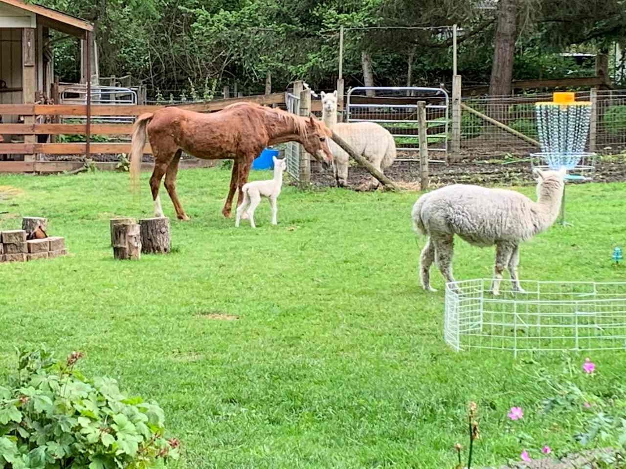 We have 10 alpacas, horses, chickens, a couple of goats, a sheep and a pot bellied pig. 