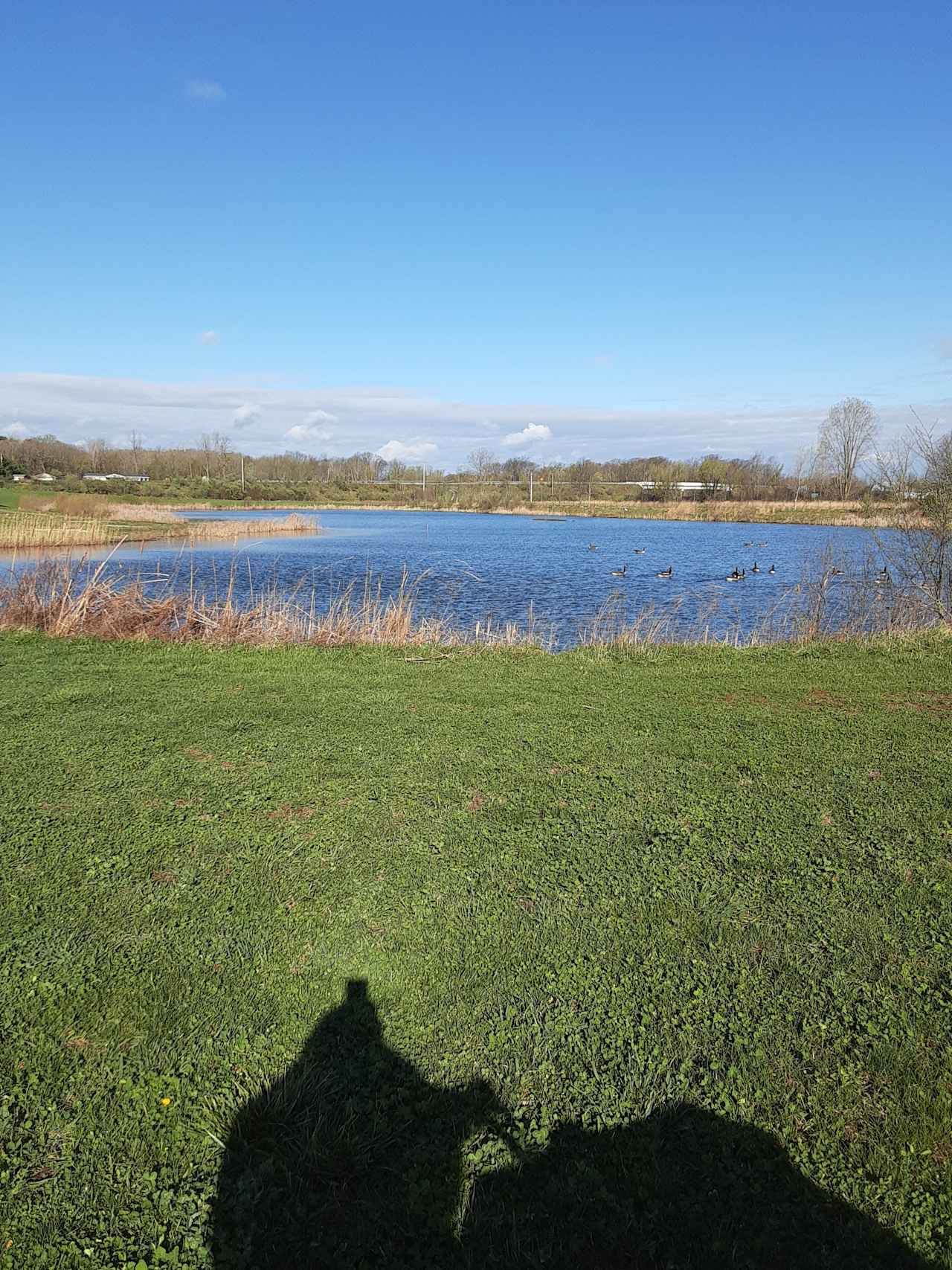 Meadow by the Pond