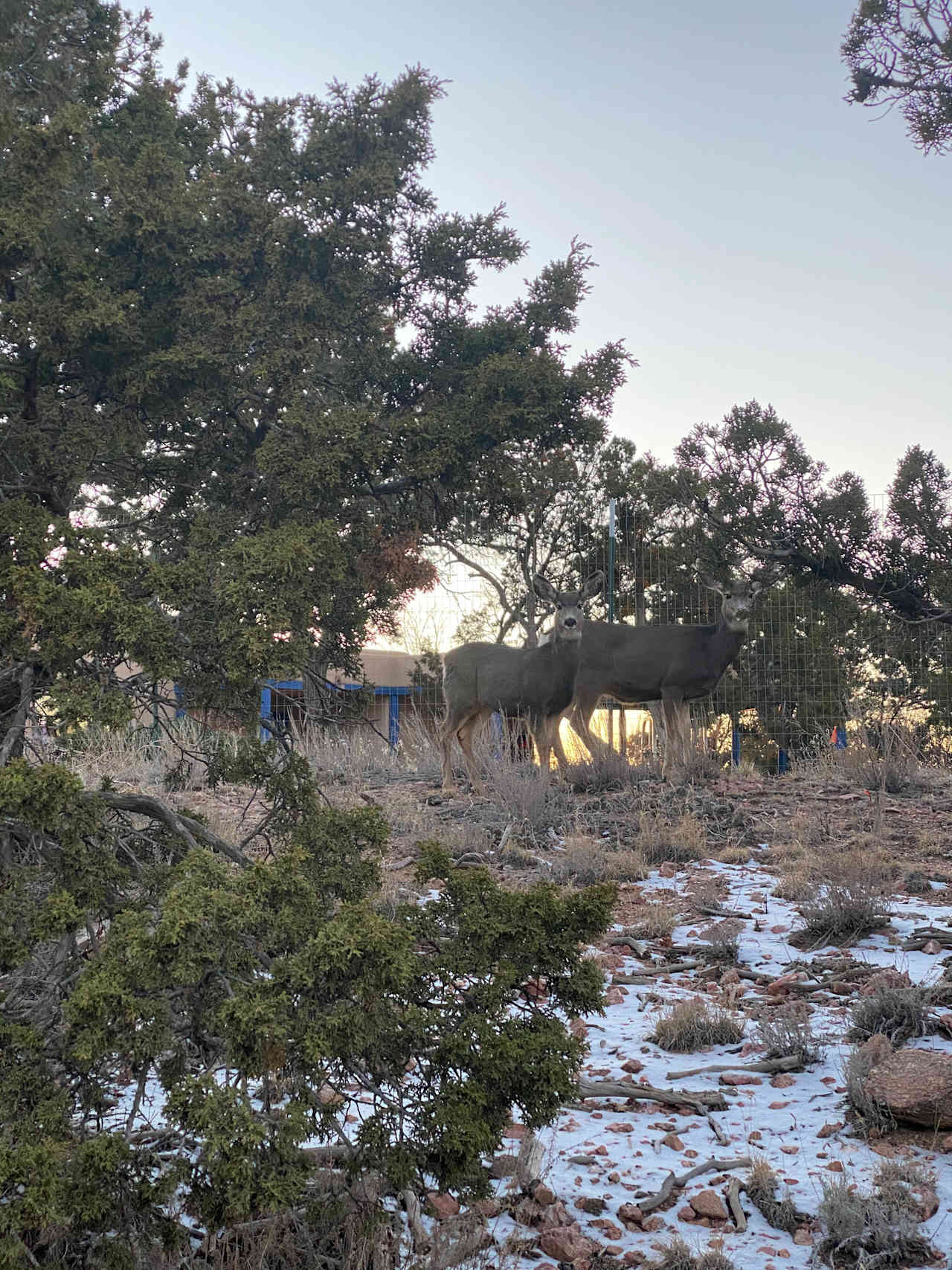 Santa Fe Forest Getaway