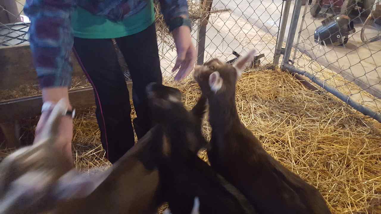 Bluffton Farm & Camp