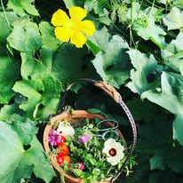 Foraging is an added activity here at our camp. For an additional fee, our Certified Master Herbalist can take you for a walk and teach you how to make some teas or other things from the foraged plants.