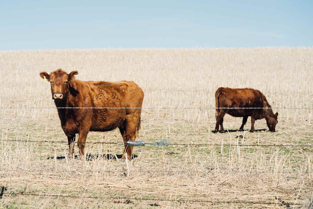 COWS!
