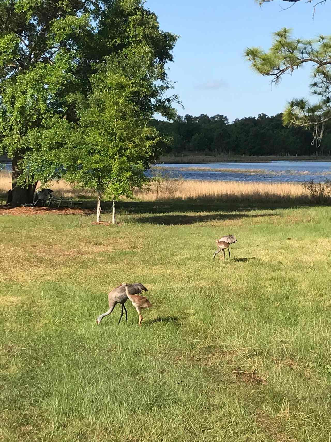 Real Florida camping