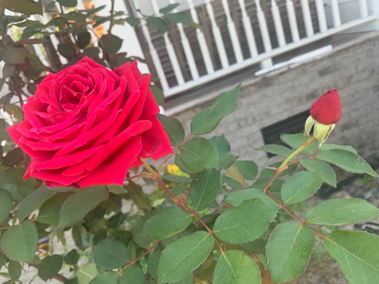 Big roses growing in my garden.