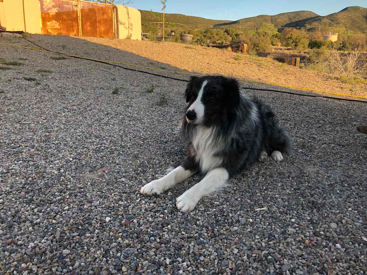Ozzie 