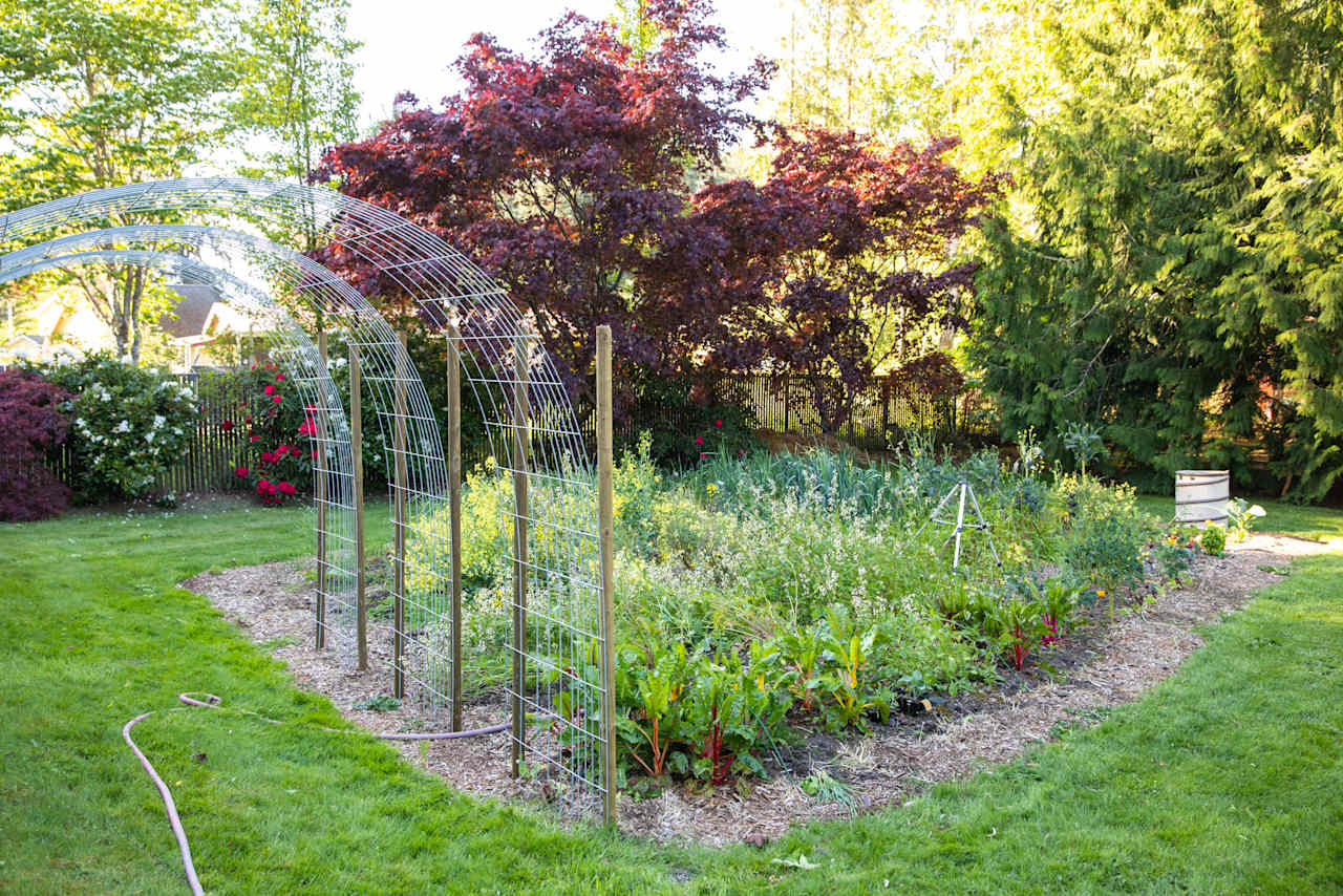 Vegetable garden that is part of the permaculture farm
