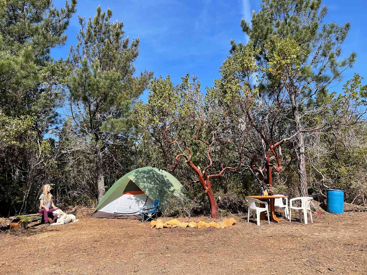 Private sunny forest near the coast