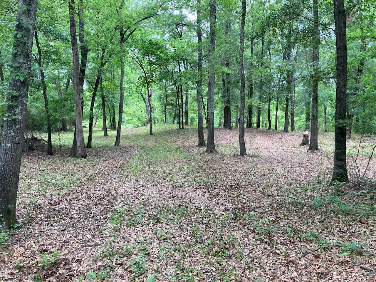 View towards the river from @ middle of the property.