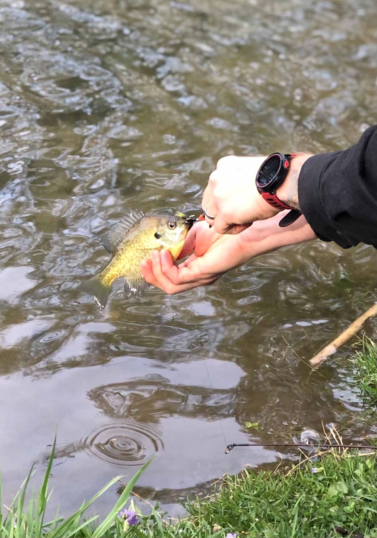 Fish