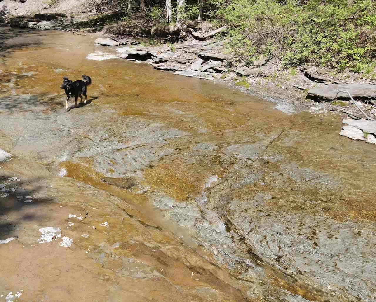 Dogs love playing in the water.