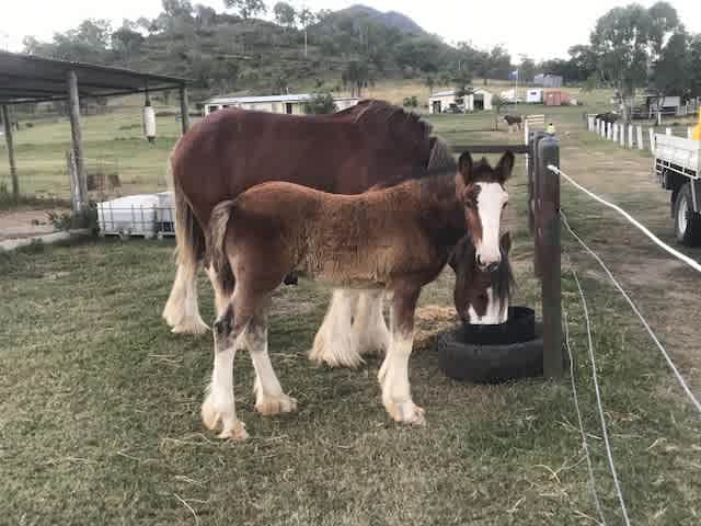 Our current foal helping the stallion to breakfast.