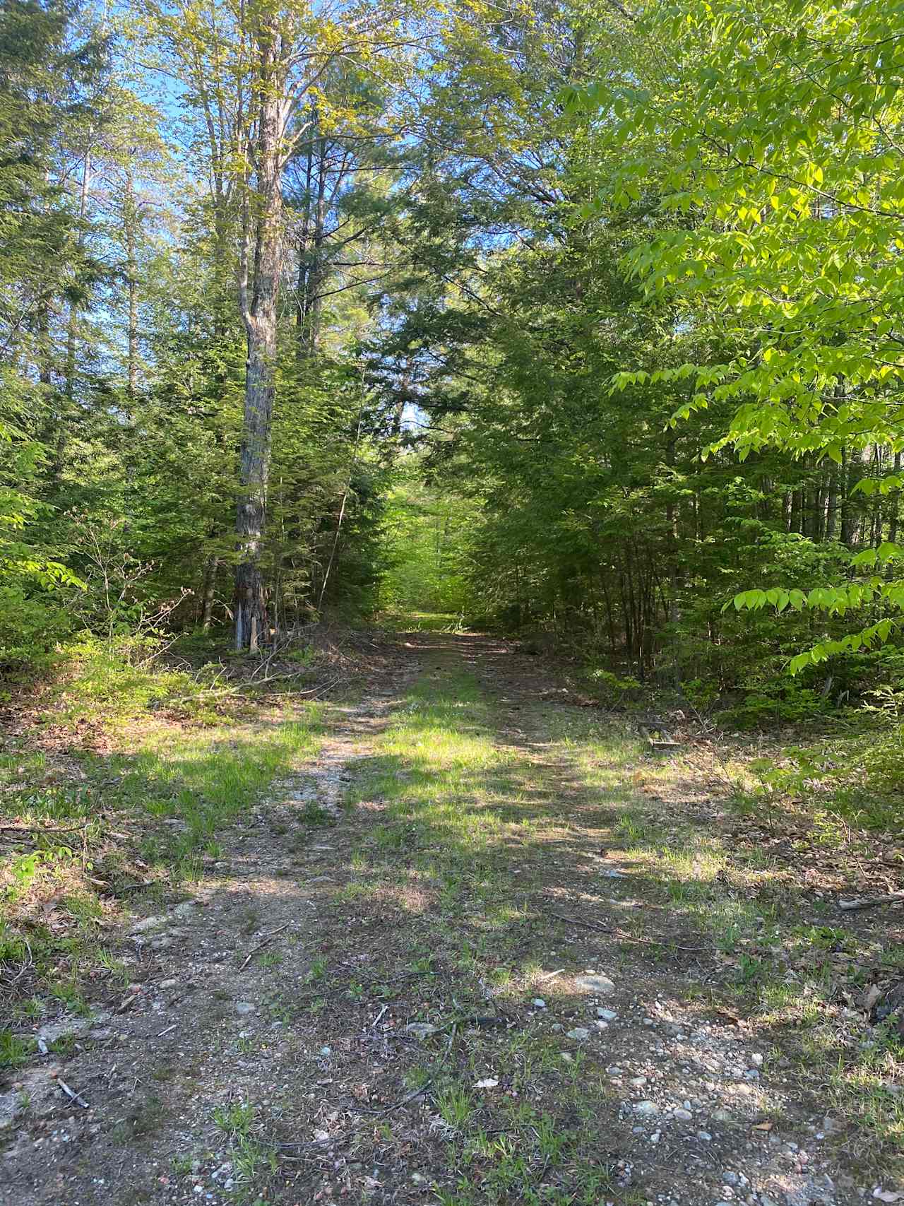 Peaceful rustic field in forest