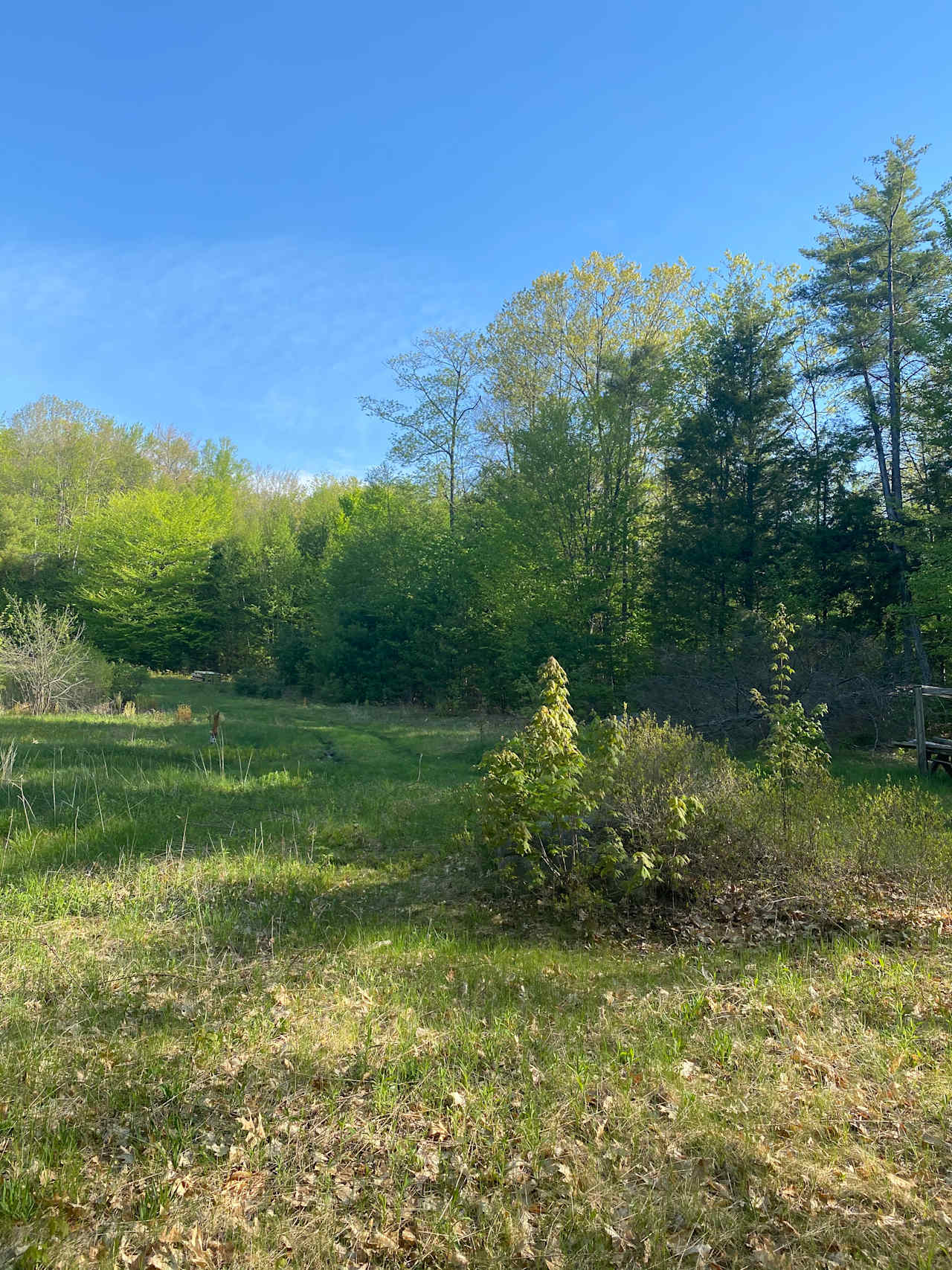 Peaceful rustic field in forest