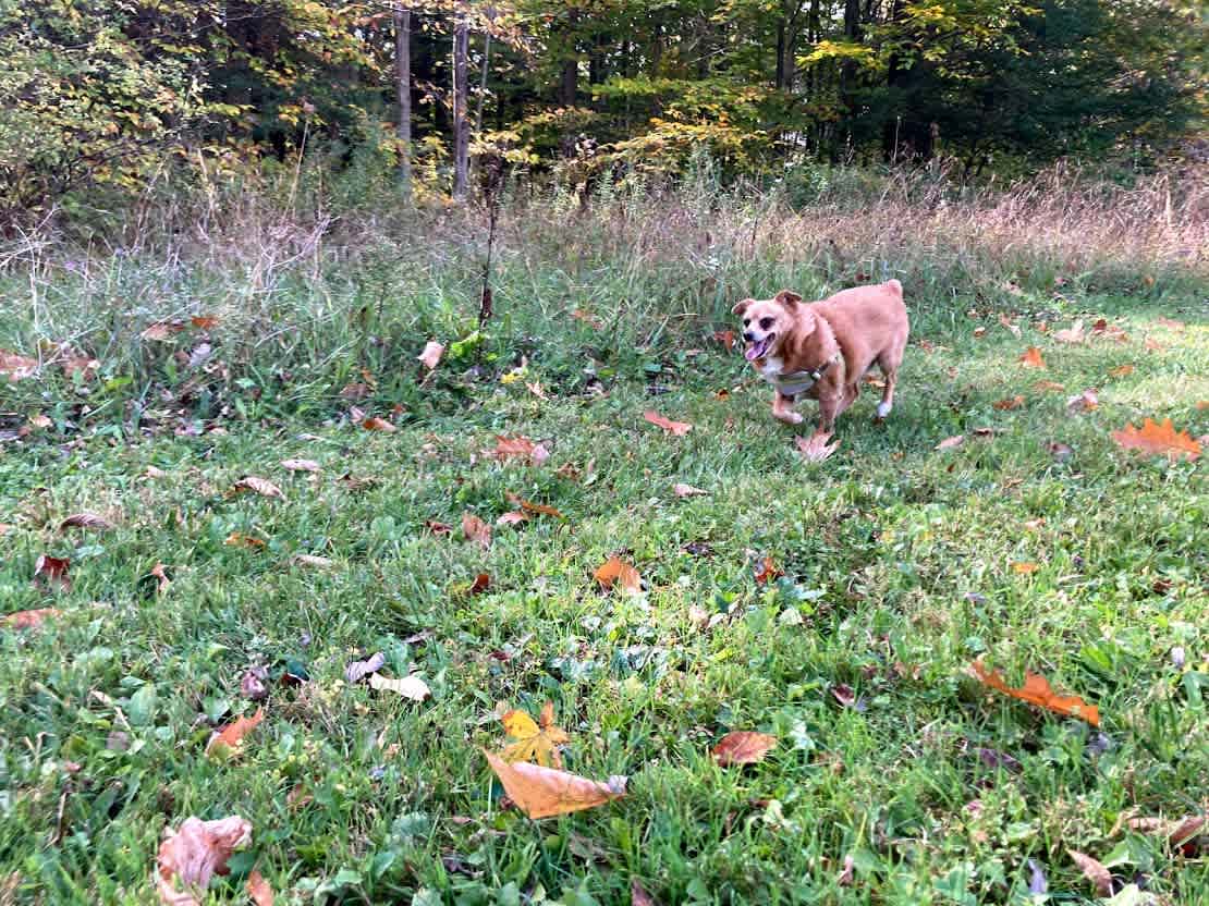 One of the owners two small dogs enjoys his hike on the property