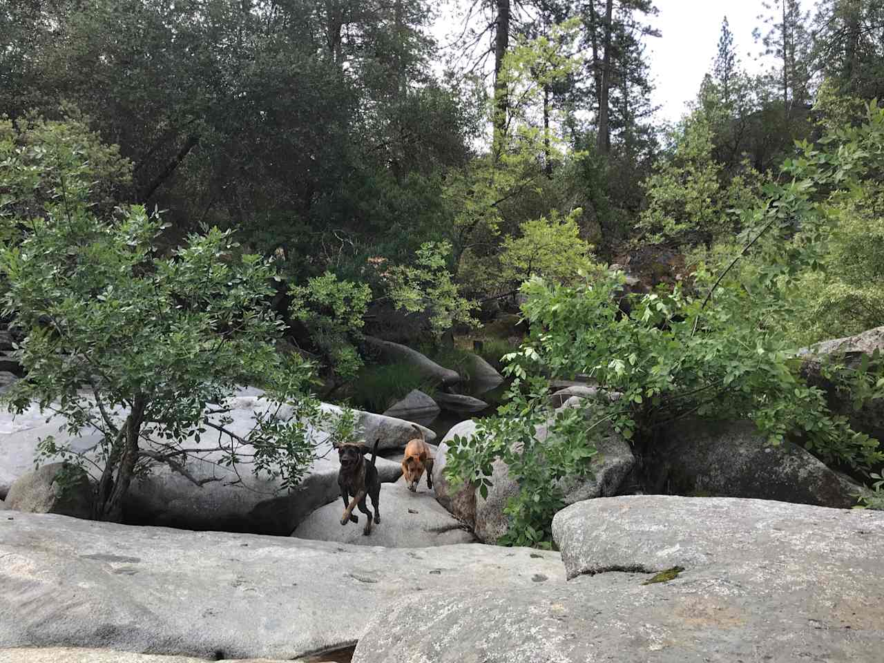 Happy pups 