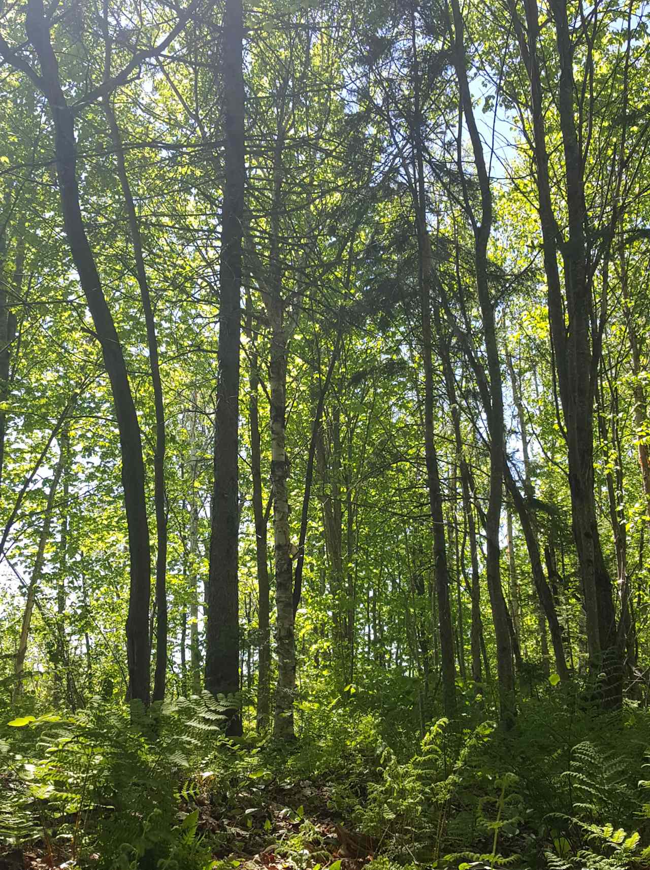 Camping en forêt