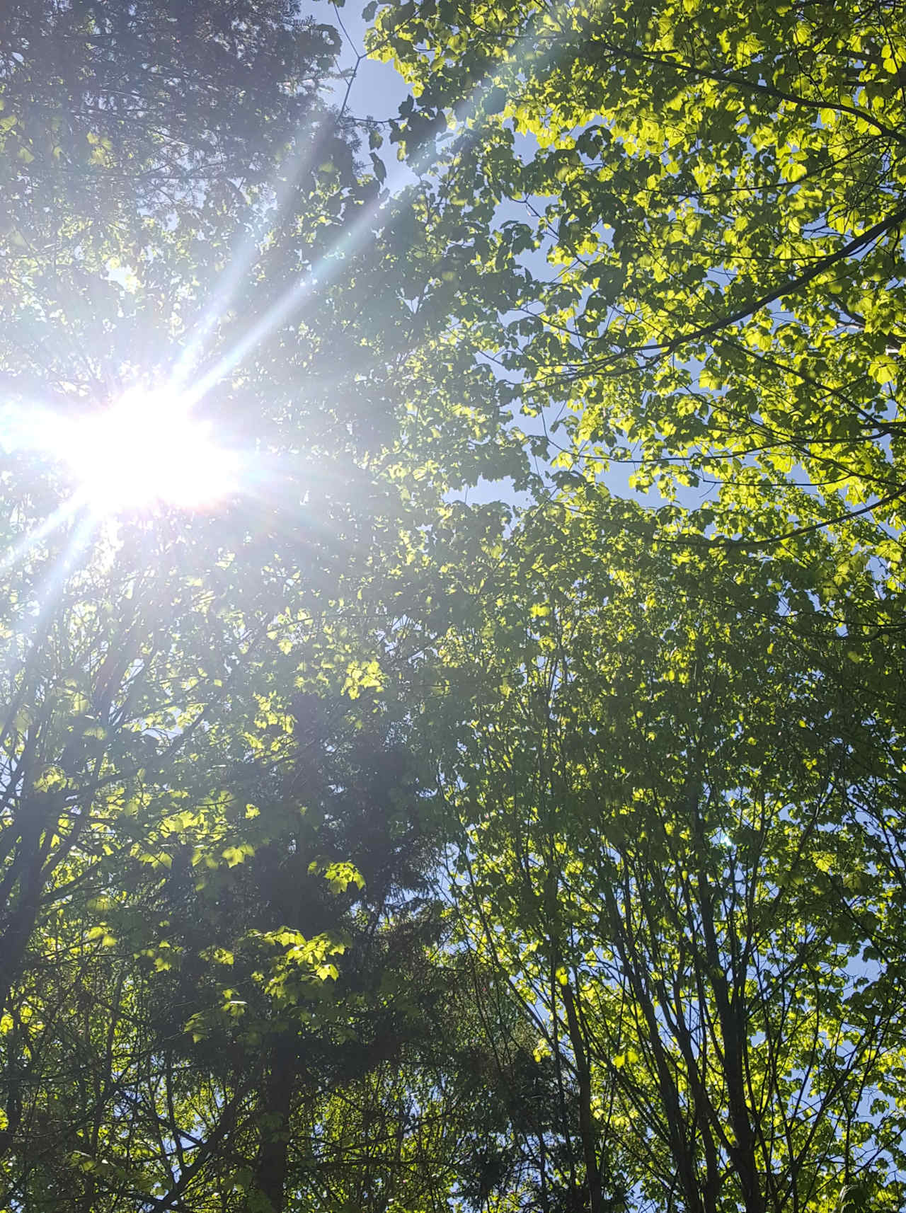 Camping en forêt