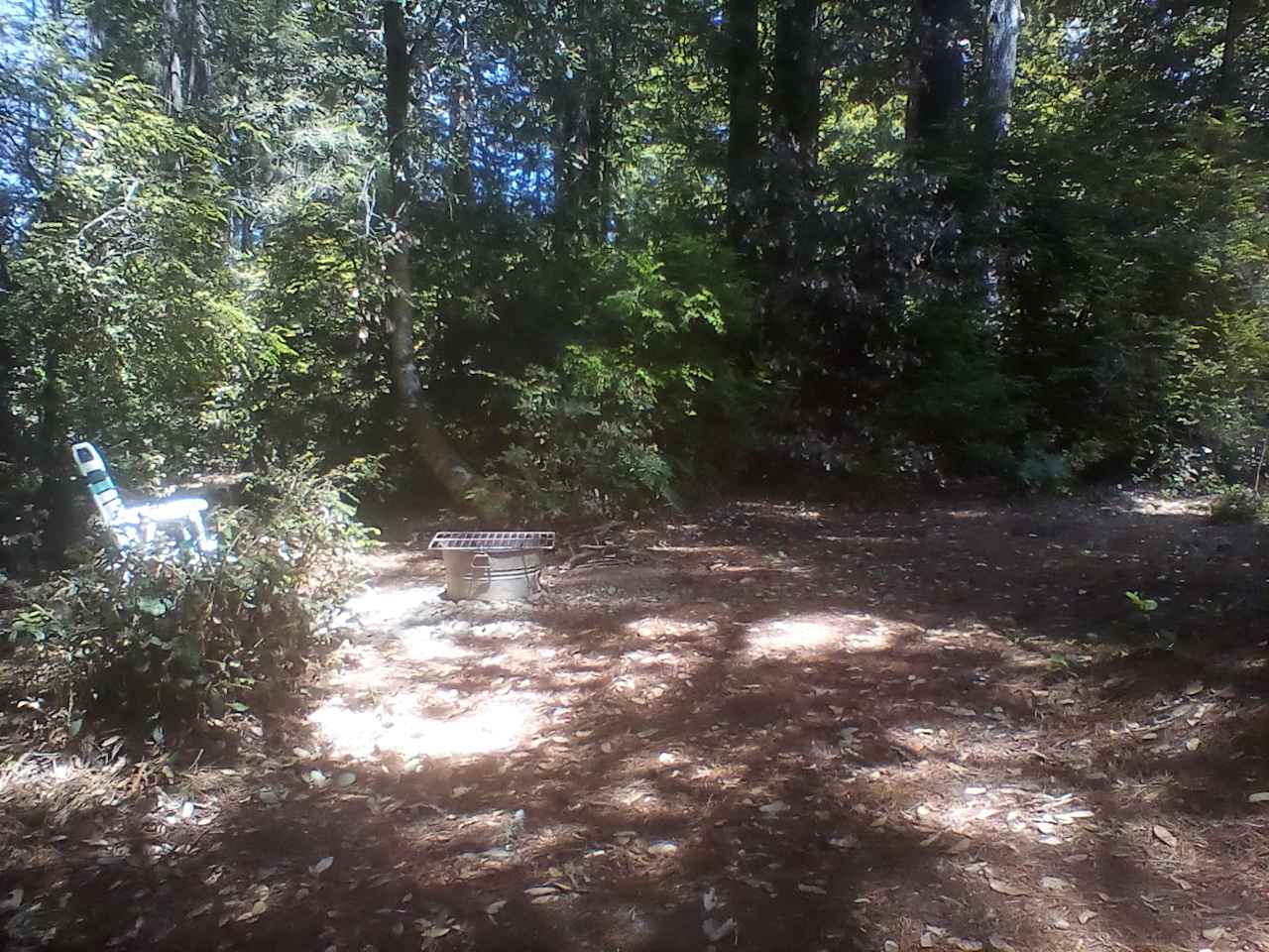 Redwood Forest Raven Haven