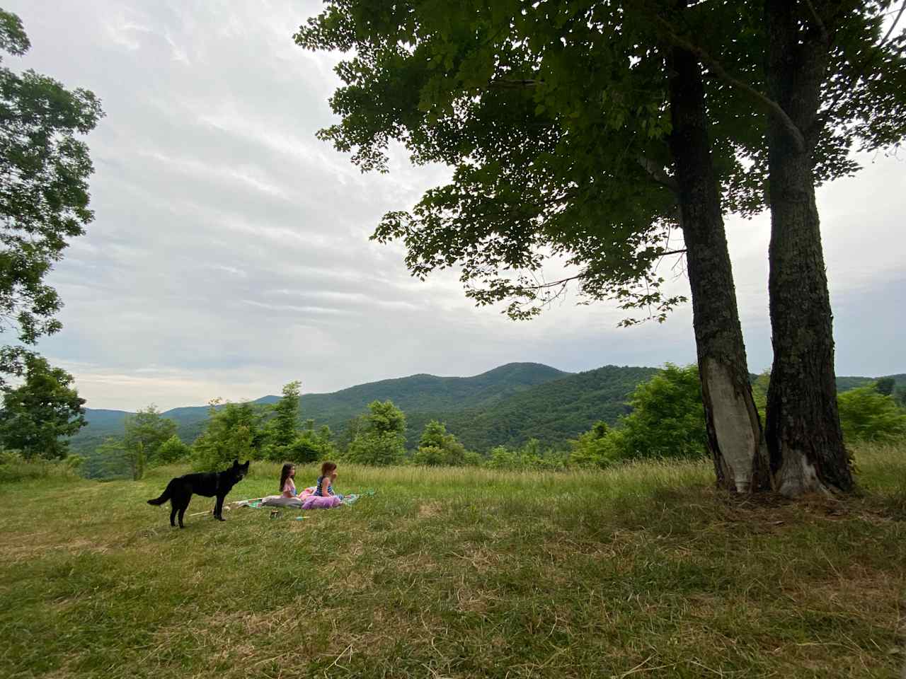 Bolin Knob Meadows