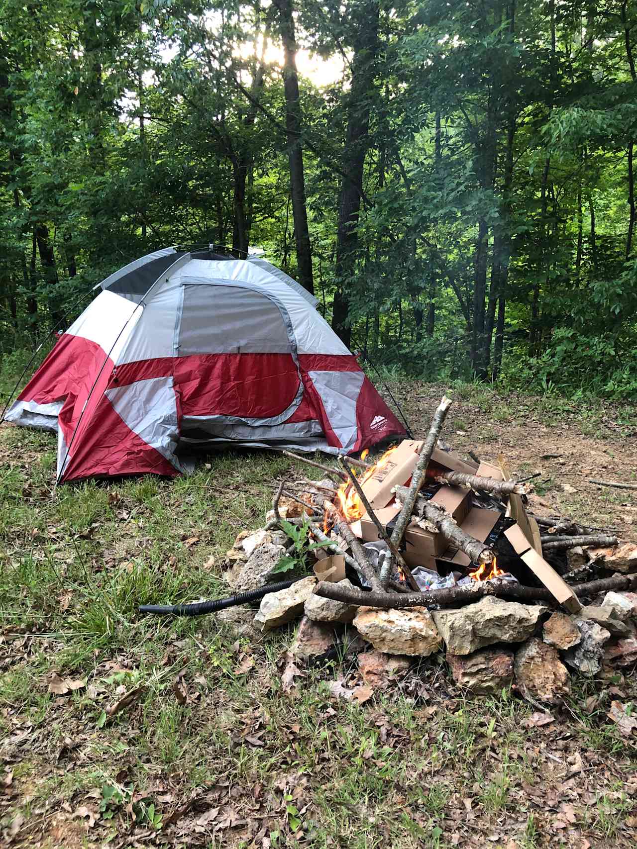 Forest Hideaway