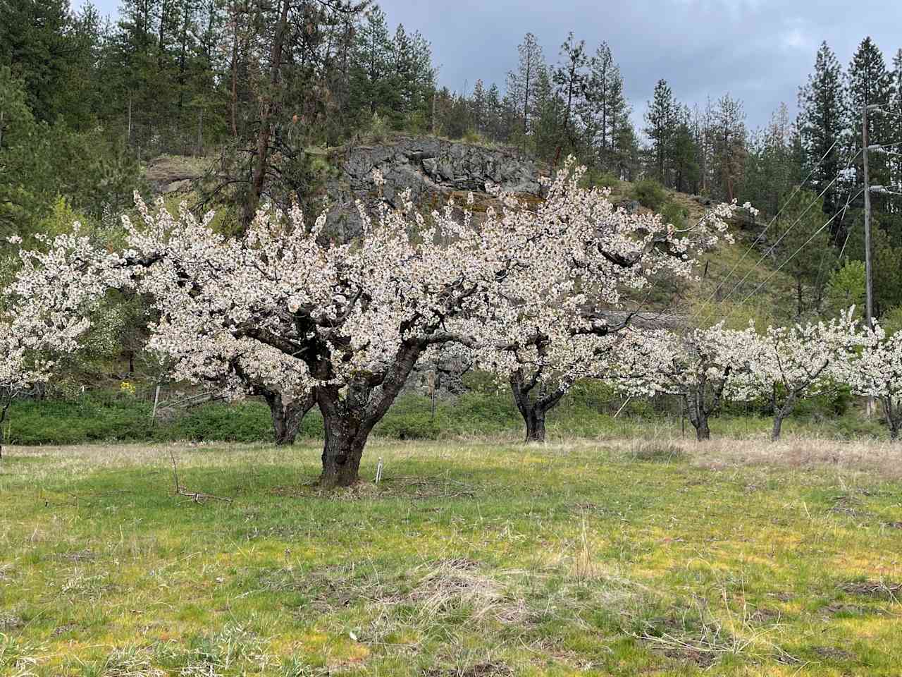 Whistling Peach