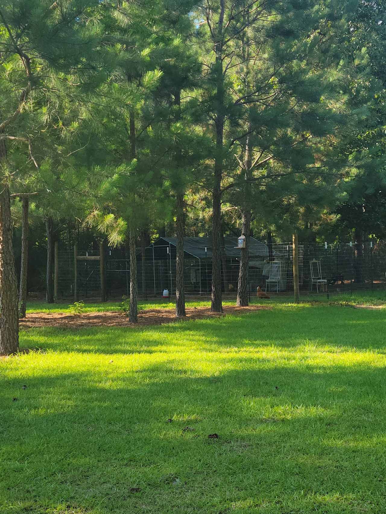 Pine Forest with grass clearing