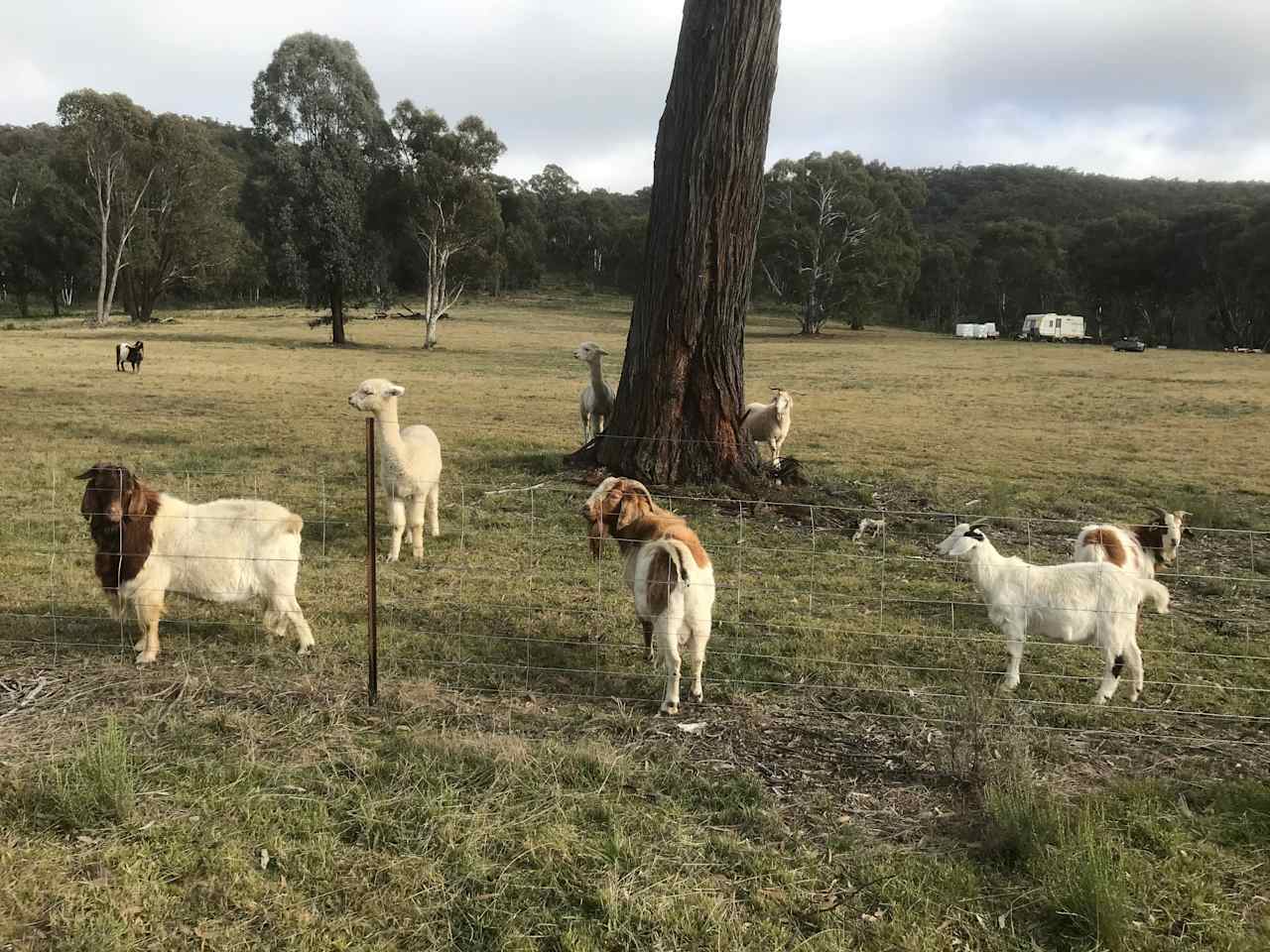Gum Gully
