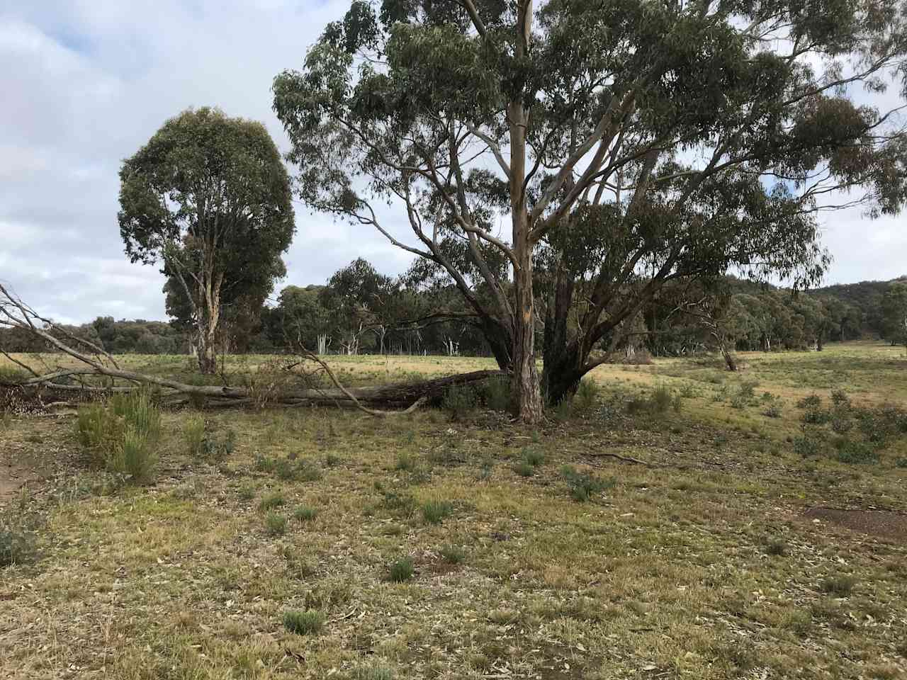 Gum Gully