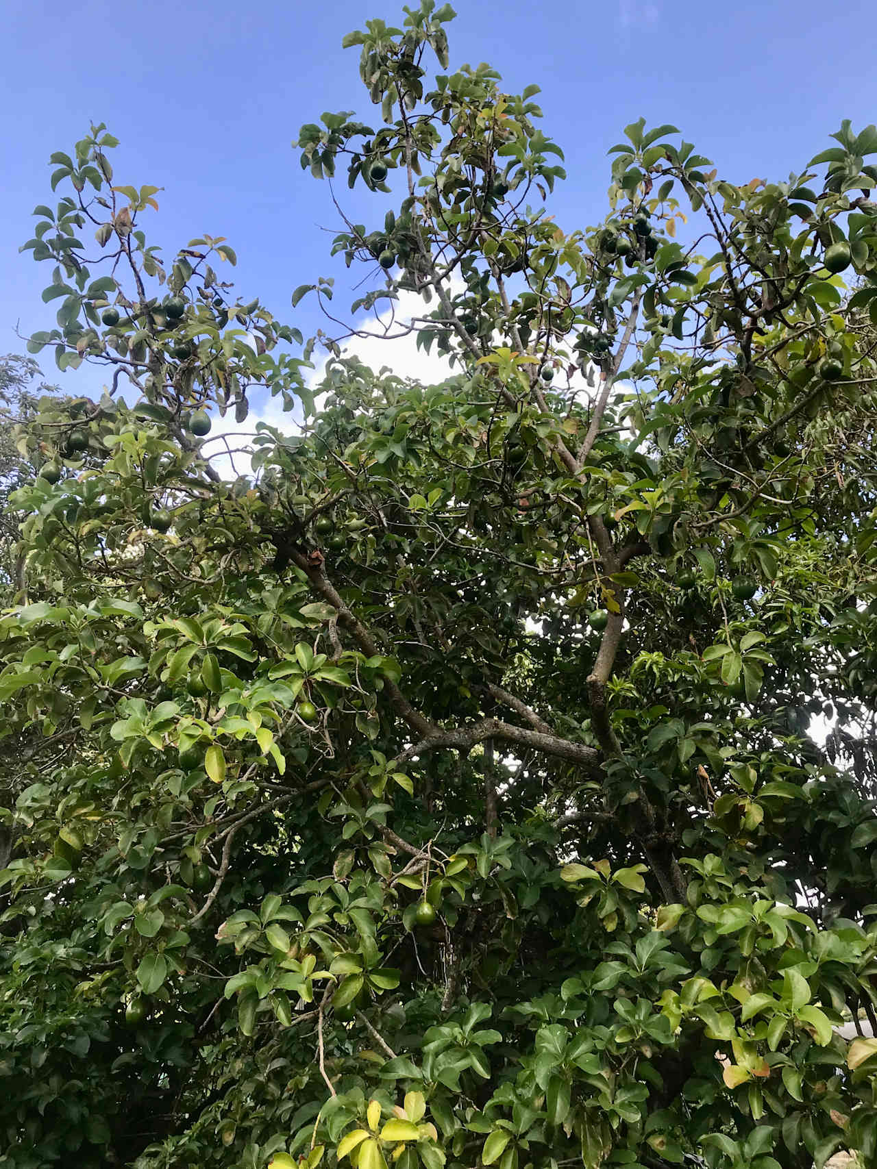 Hau'ula Homestead