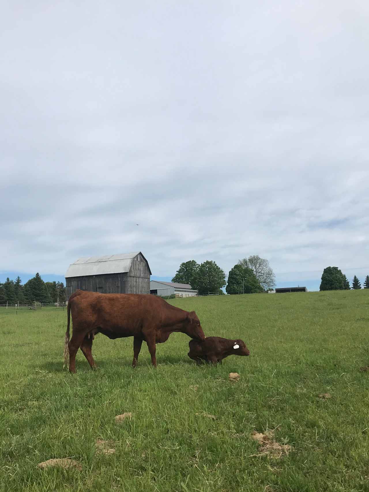 High Line Farm stay