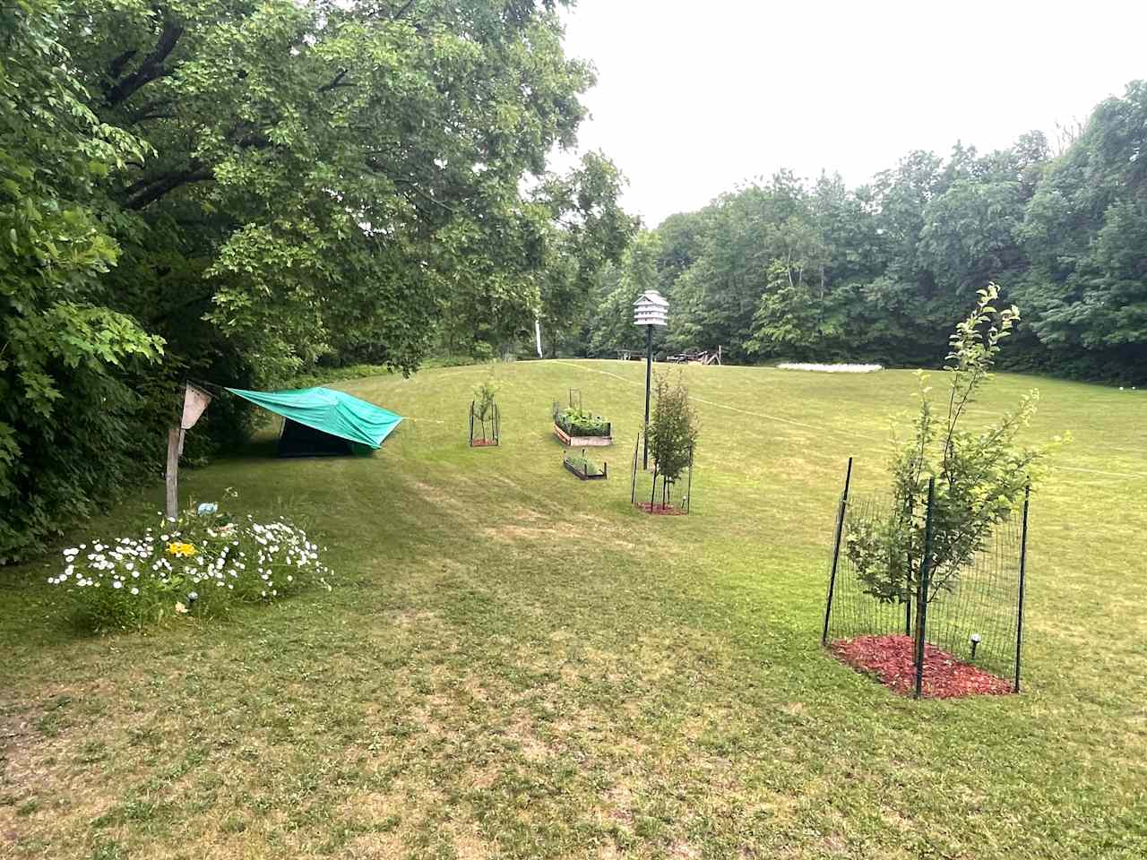 The gorgeous lawn. 