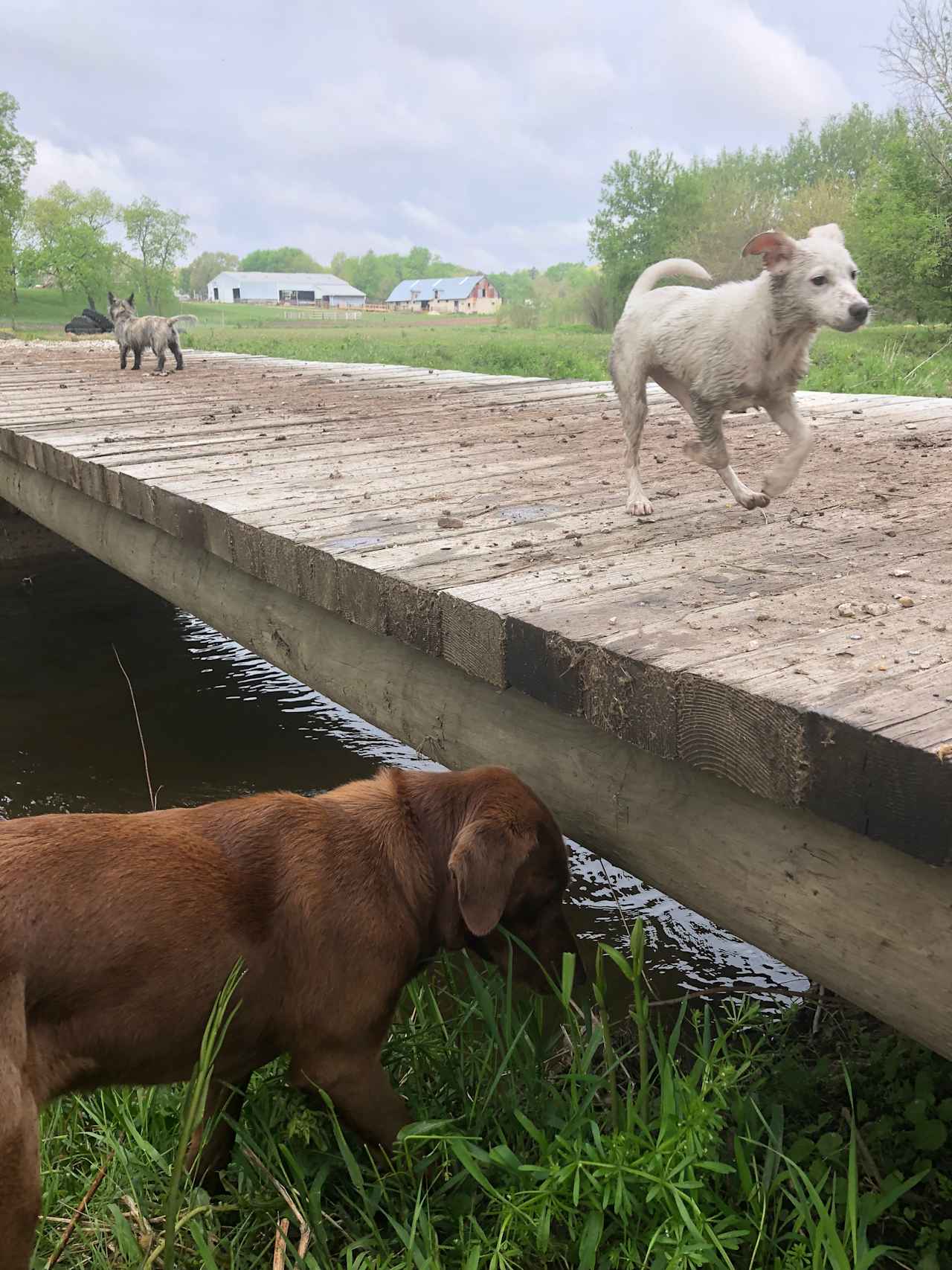Millbrook Trail Rides
