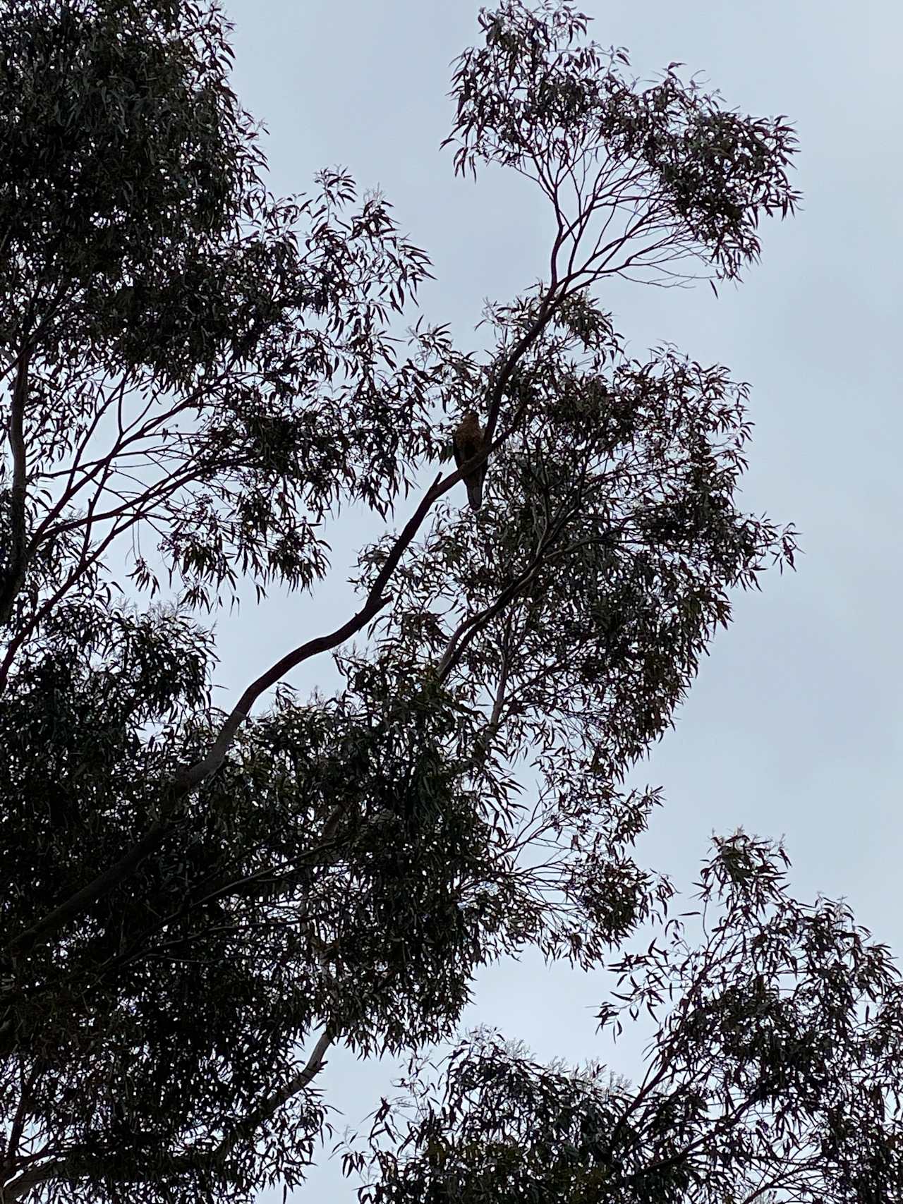 Raptor Retreat