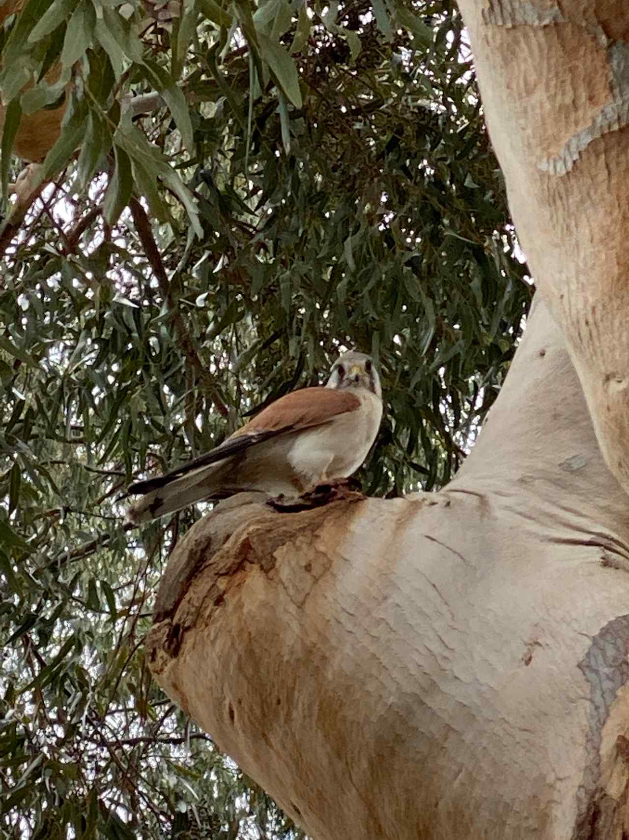 Raptor Retreat