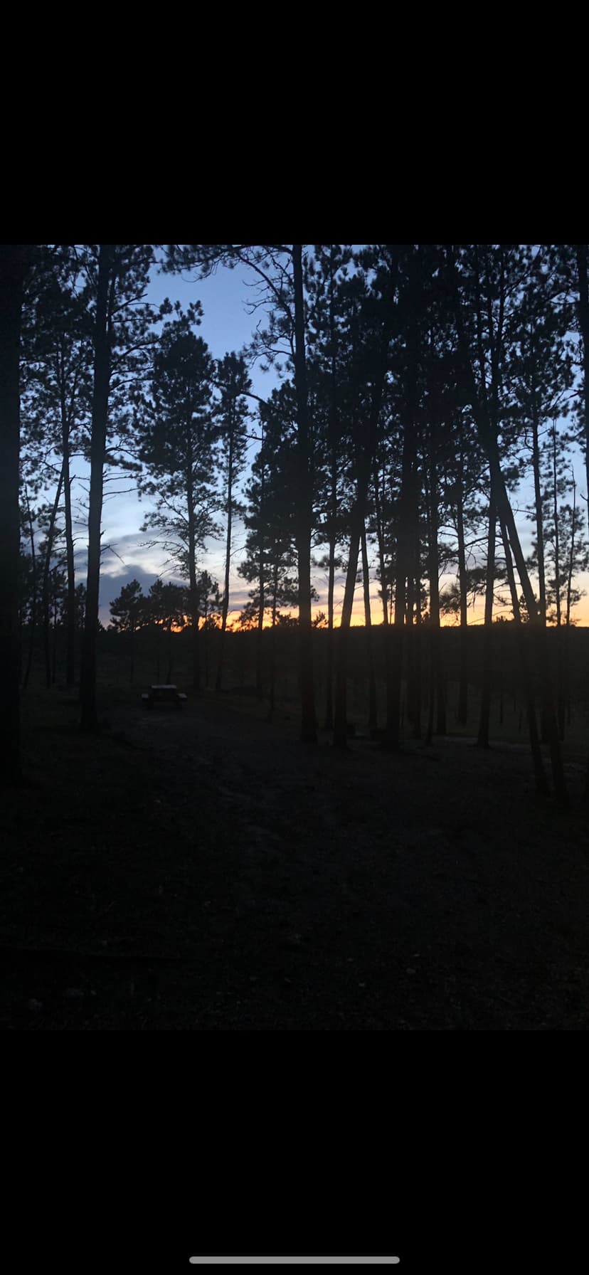 Tent camping near a pine forest