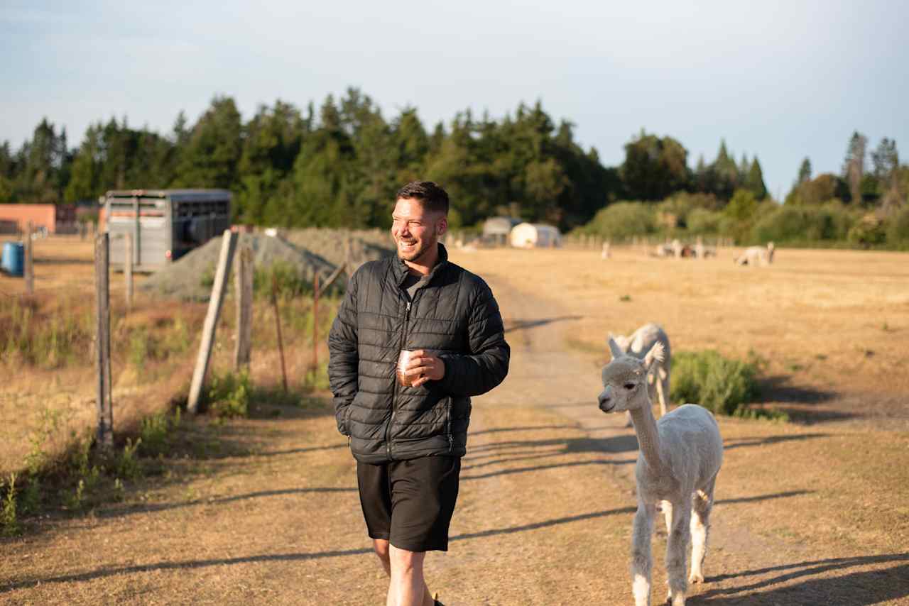 Some of the alpacas are very curious and friendly!
