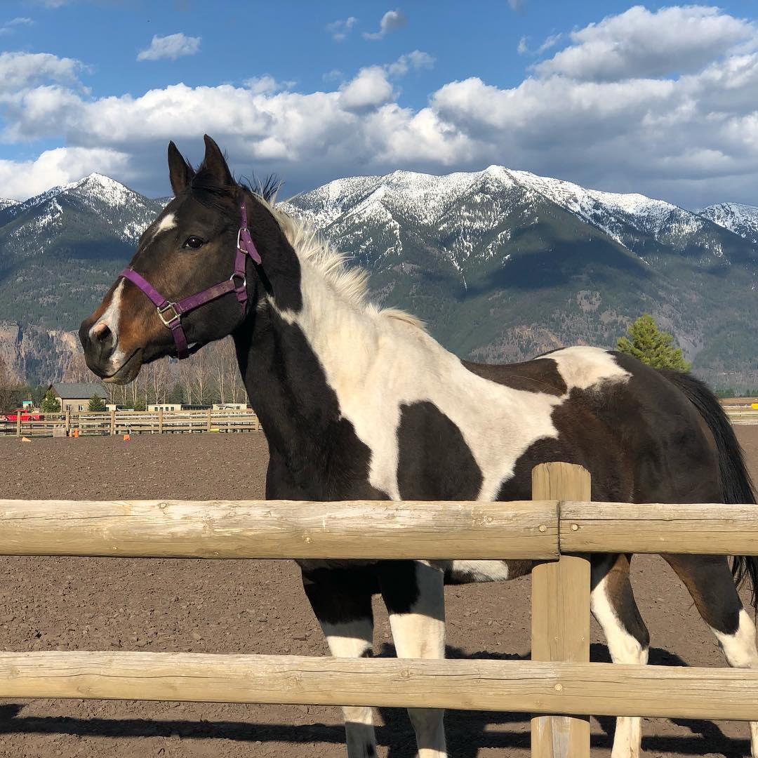 Firefly Horse Co Retreat Farm