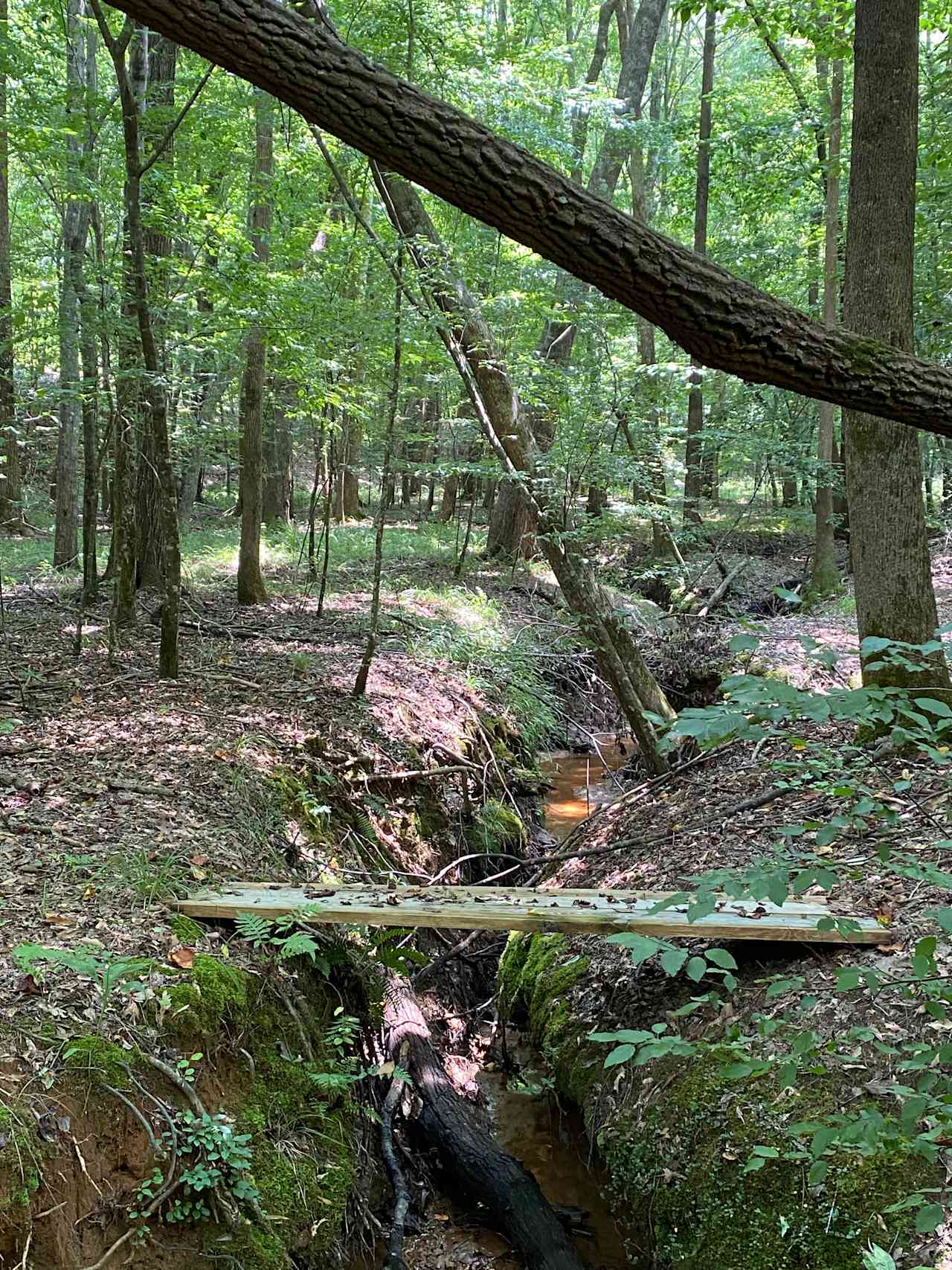 Bridges over creeks