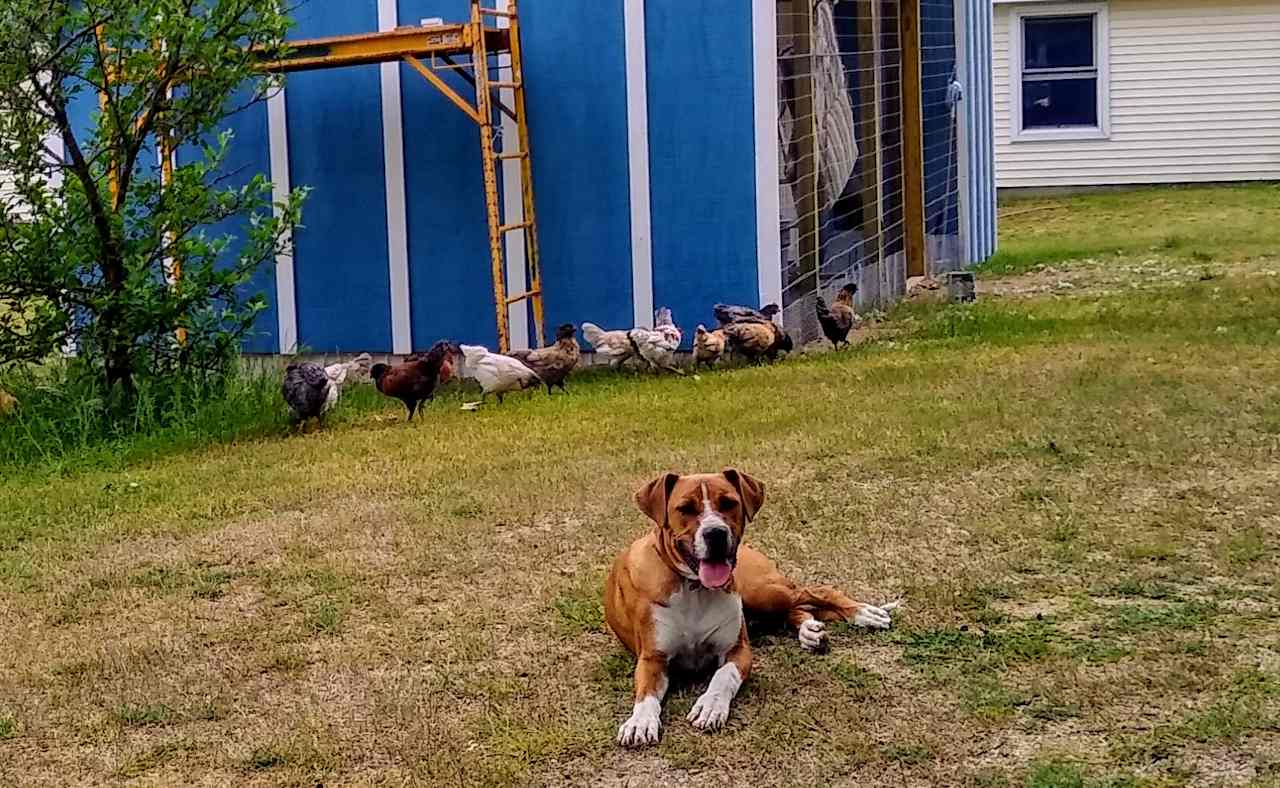 Buddy and the birds 😍