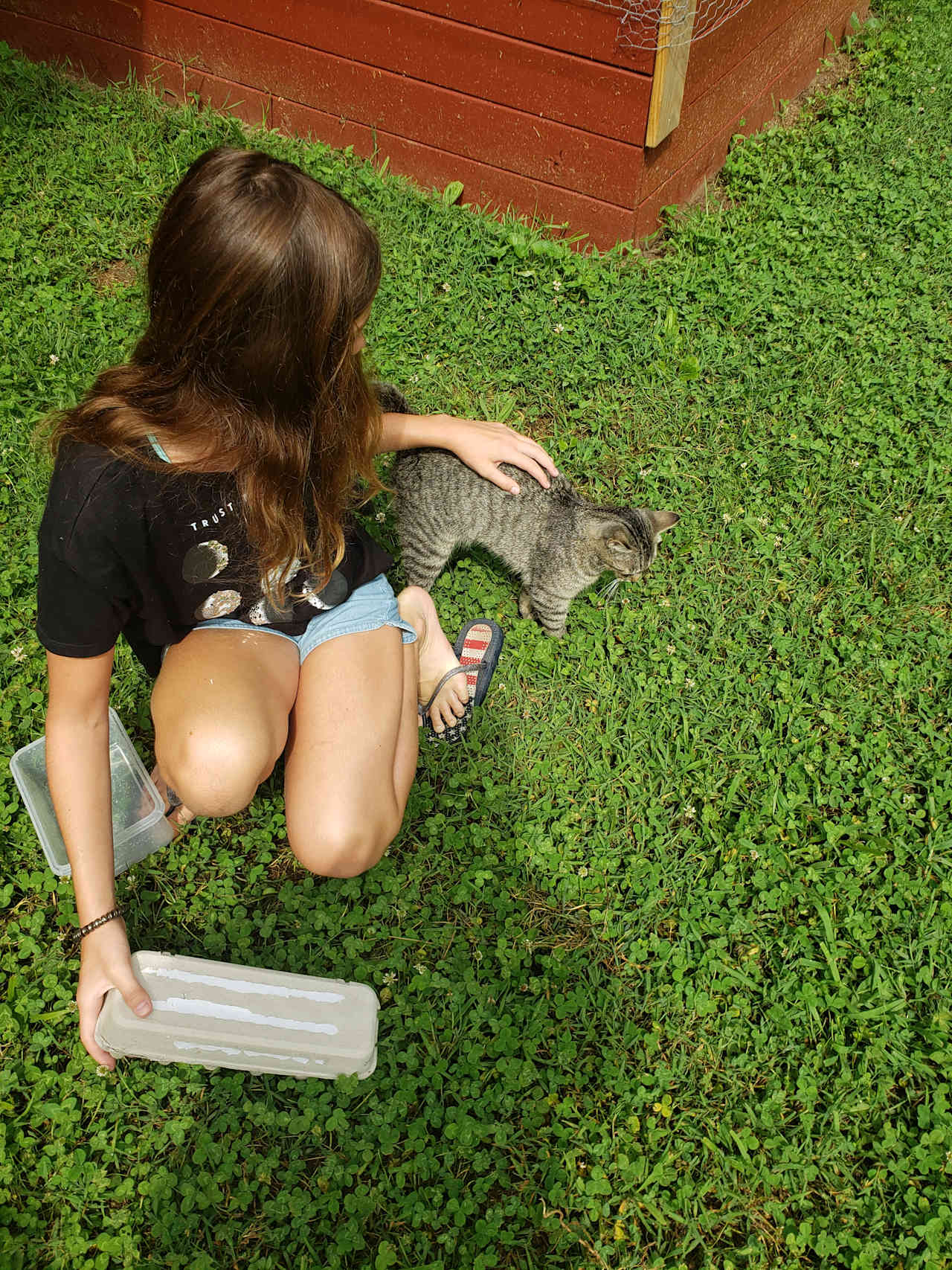Guests can hang out with our chickens or kittens! 