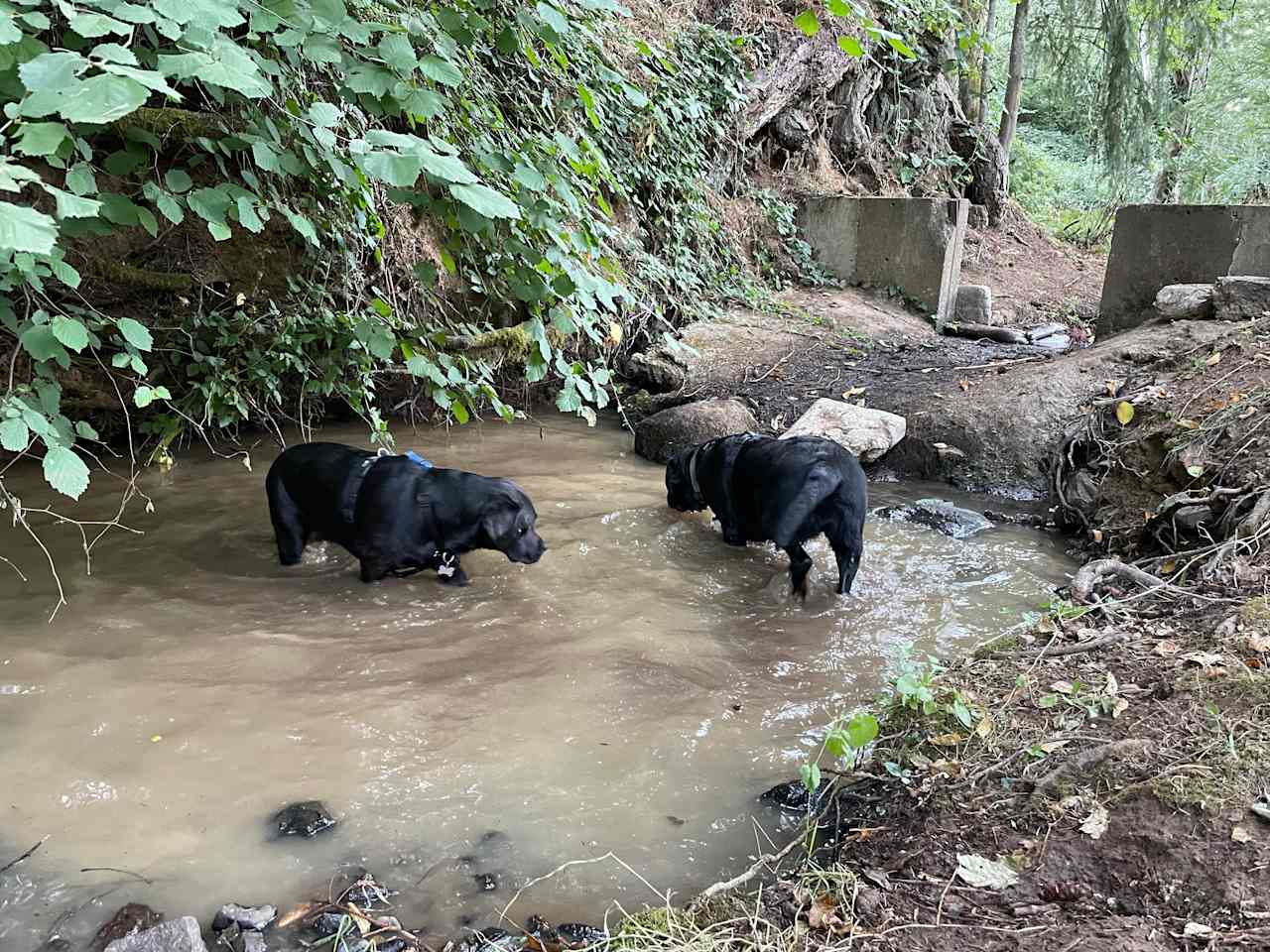 The deepest creek pool for dog shenanigans. 
