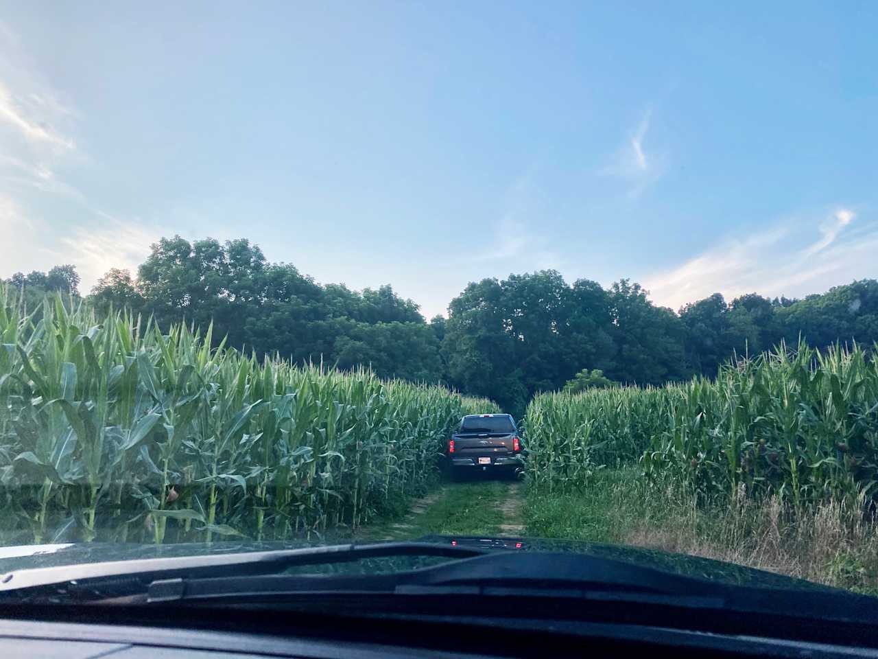 drive back to the campsite through the corn!