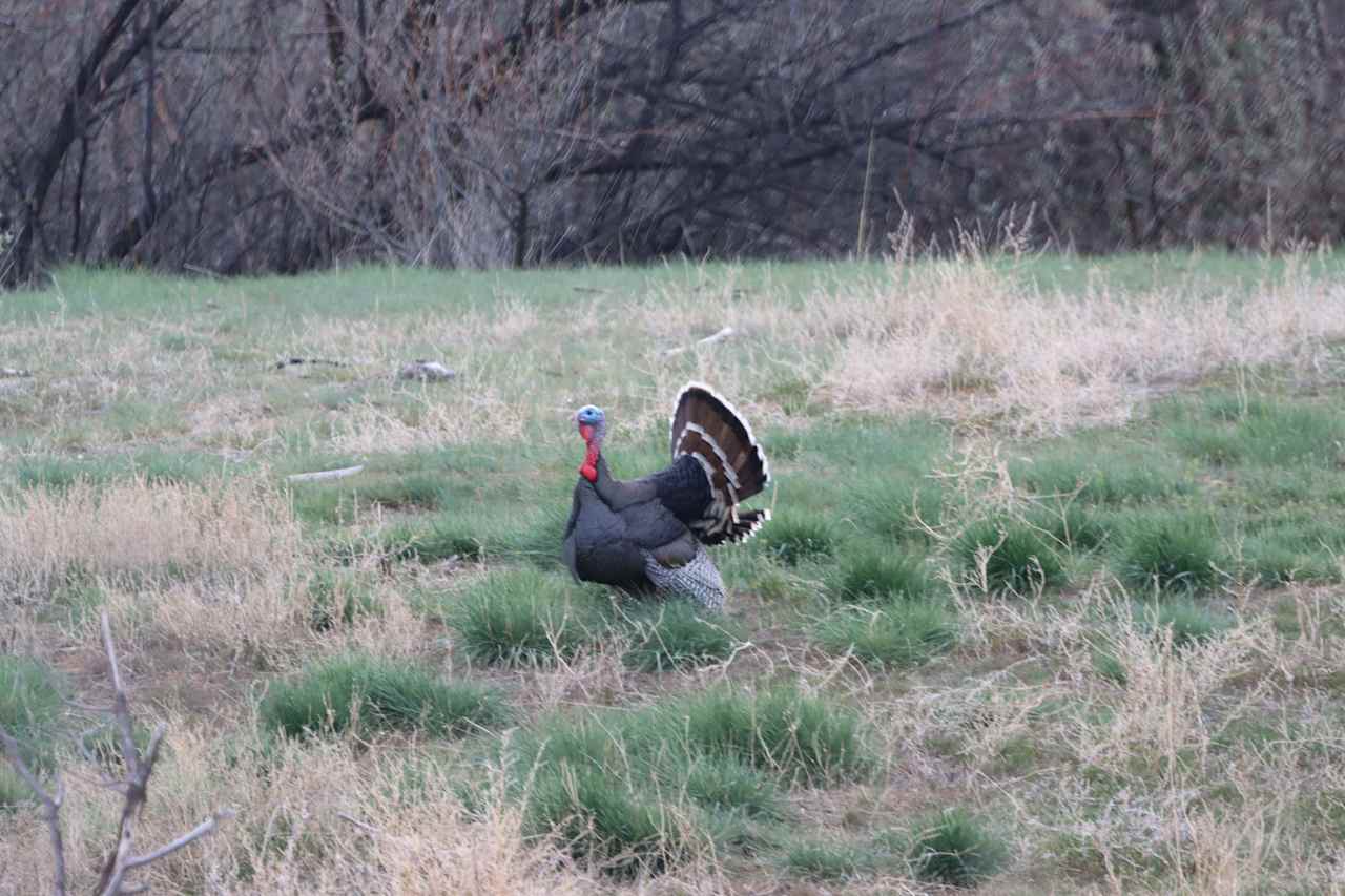 Tom our turkey friend who lives On6Acres