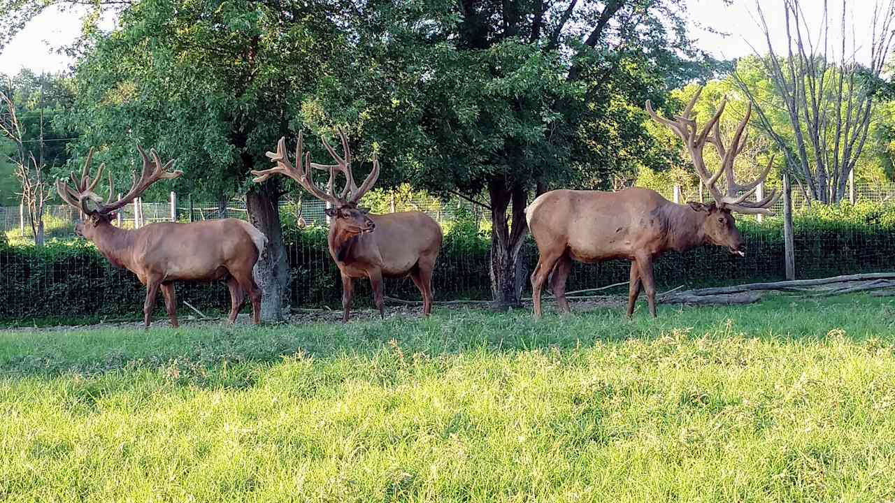 Sycamore Lake Elk Ranch
